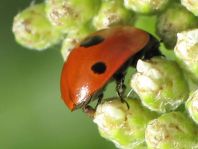 Fünfpunkt Marienkäfer, Coccinella quinquepunctata
