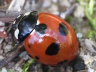 Coccinella magnifica, Ameisen-Siebenpunkt-Marienkäfer