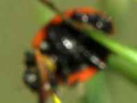 Coccinella magnifica, Ameisen-Siebenpunkt-Marienkäfer