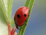 Fünfpunkt Marienkäfer, Coccinella quinquepunctata