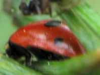 Fünfpunkt Marienkäfer, Coccinella quinquepunctata