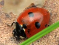 Fünfpunkt Marienkäfer, Coccinella quinquepunctata