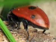 Fünfpunkt Marienkäfer, Coccinella quinquepunctata