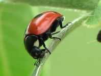 Fünfpunkt Marienkäfer, Coccinella quinquepunctata