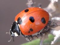 Coccinella algerica