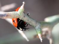 Coccinella algerica