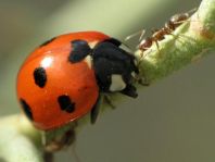 Coccinella algerica