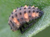 Fünfpunkt Marienkäfer, Coccinella quinquepunctata