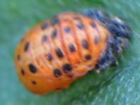 Fünfpunkt Marienkäfer, Coccinella quinquepunctata