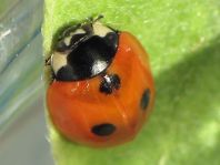 Fünfpunkt Marienkäfer, Coccinella quinquepunctata