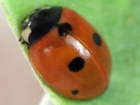 Fünfpunkt Marienkäfer, Coccinella quinquepunctata