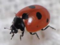 Fünfpunkt Marienkäfer, Coccinella quinquepunctata