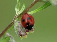Fünfpunkt Marienkäfer, Coccinella quinquepunctata