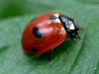 Fünfpunkt Marienkäfer, Coccinella quinquepunctata