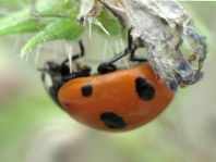 Coccinella magnifica, Ameisen-Siebenpunkt-Marienkäfer