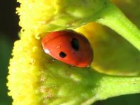 Fünfpunkt Marienkäfer, Coccinella quinquepunctata