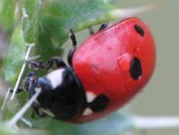 Fünfpunkt Marienkäfer, Coccinella quinquepunctata
