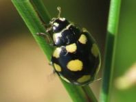 Vierzehnfleck Marienkäfer, Coccinula quatuordecimpustulata