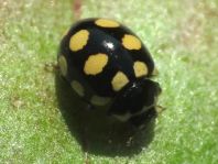Vierzehnfleck Marienkäfer, Coccinula quatuordecimpustulata