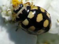 Vierzehnfleck Marienkäfer, Coccinula quatuordecimpustulata