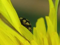 Vierzehnfleck Marienkäfer, Coccinula quatuordecimpustulata