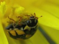 Vierzehnfleck Marienkäfer, Coccinula quatuordecimpustulata