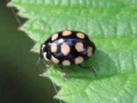 Vierzehnfleck Marienkäfer, Coccinula quatuordecimpustulata