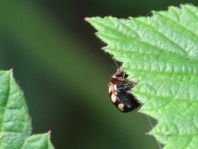 Vierzehnfleck Marienkäfer, Coccinula quatuordecimpustulata