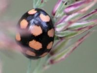 Vierzehnfleck Marienkäfer, Coccinula quatuordecimpustulata
