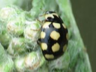 Vierzehnfleck Marienkäfer, Coccinula quatuordecimpustulata