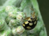 Vierzehnfleck Marienkäfer, Coccinula quatuordecimpustulata