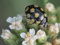 Vierzehnfleck Marienkäfer, Coccinula quatuordecimpustulata