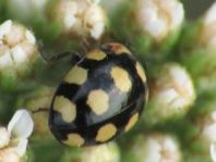 Vierzehnfleck Marienkäfer, Coccinula quatuordecimpustulata