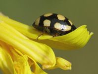 Vierzehnfleck Marienkäfer, Coccinula quatuordecimpustulata