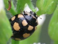 Vierzehnfleck Marienkäfer, Coccinula quatuordecimpustulata
