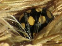 Vierzehnfleck Marienkäfer, Coccinula quatuordecimpustulata