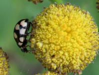 Vierzehnfleck Marienkäfer, Coccinula quatuordecimpustulata