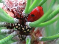 Vierzehnfleck Marienkäfer, Coccinula quatuordecimpustulata