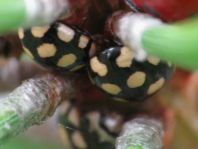 Vierzehnfleck Marienkäfer, Coccinula quatuordecimpustulata