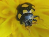 Vierzehnfleck Marienkäfer, Coccinula quatuordecimpustulata