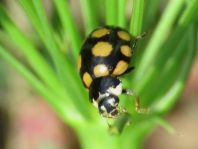 Vierzehnfleck Marienkäfer, Coccinula quatuordecimpustulata