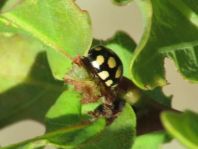 Vierzehnfleck Marienkäfer, Coccinula quatuordecimpustulata