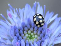 Vierzehnfleck Marienkäfer, Coccinula quatuordecimpustulata