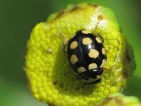 Vierzehnfleck Marienkäfer, Coccinula quatuordecimpustulata