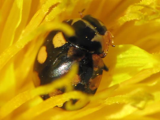 Vierzehnfleck Marienkäfer, Coccinula quatuordecimpustulata