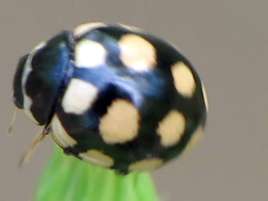 Vierzehnfleck Marienkäfer, Coccinula quatuordecimpustulata