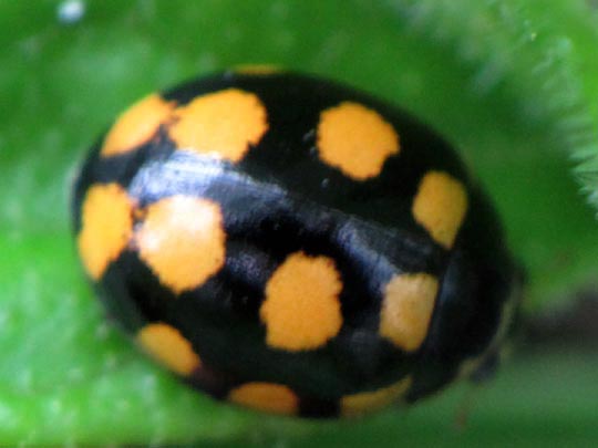 Vierzehnfleck Marienkäfer, Coccinula quatuordecimpustulata