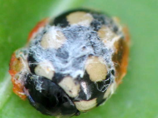 Vierzehnfleck Marienkäfer, Coccinula quatuordecimpustulata