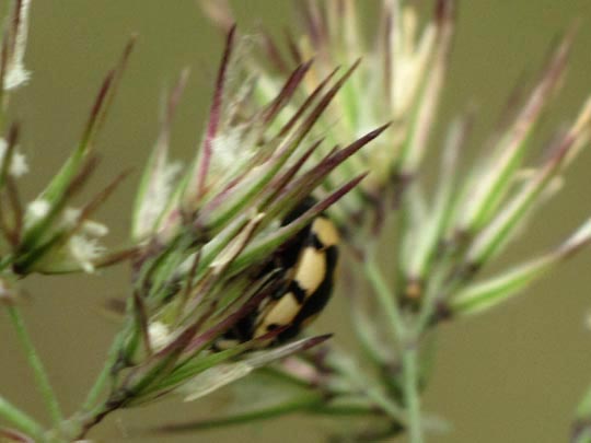Vierzehnfleck Marienkäfer, Coccinula quatuordecimpustulata
