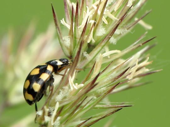 Vierzehnfleck Marienkäfer, Coccinula quatuordecimpustulata